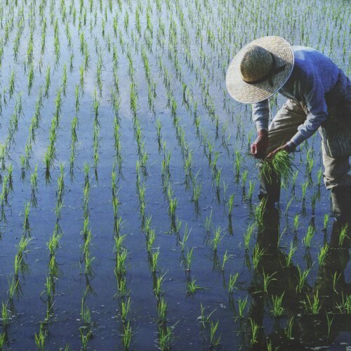 Cetak Lahan Sawah Baru: Program Quick Wins Prabowo-Gibran Wujudkan Ketahanan Pangan