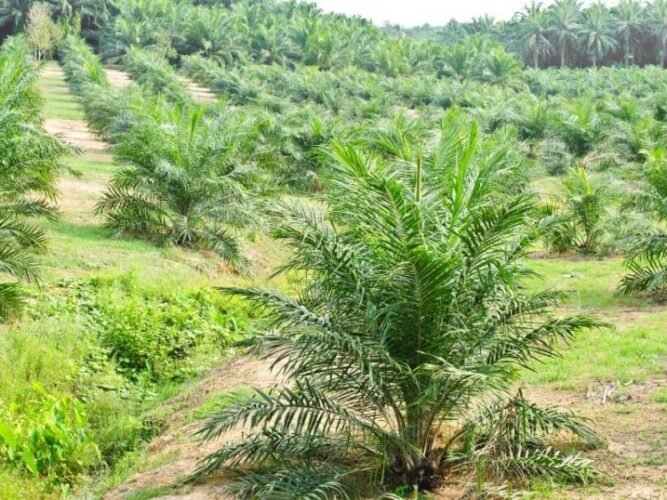 Akademisi Dukung Peningkatan Produksi Sawit Melalui Pembukaan Lahan