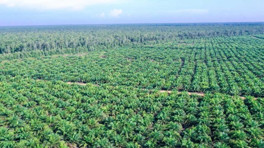 Pemerintah Dorong Pemerataan Ekonomi Melalui Perluasan Kebun Sawit
