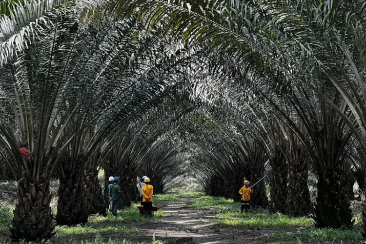 Perluasan Kebun Sawit Bukan Deforestasi, Pemerintah Dapat Dukungan Berbagai Kalangan