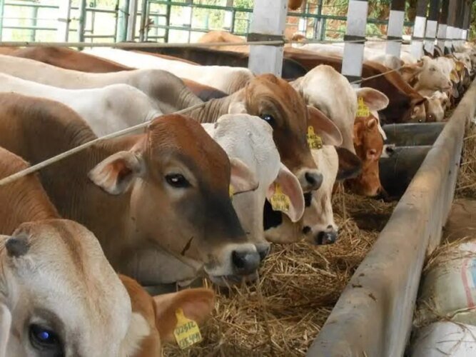 Pemerintah Pastikan Ketersediaan Logistik Program MBG melalui Impor Sapi Perah