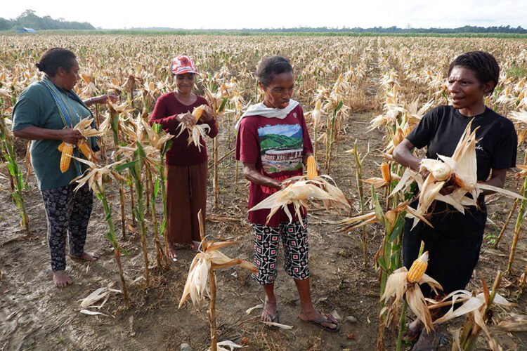 Dukungan Masyarakat Terhadap Keberlanjutan Lumbung Pangan di Papua