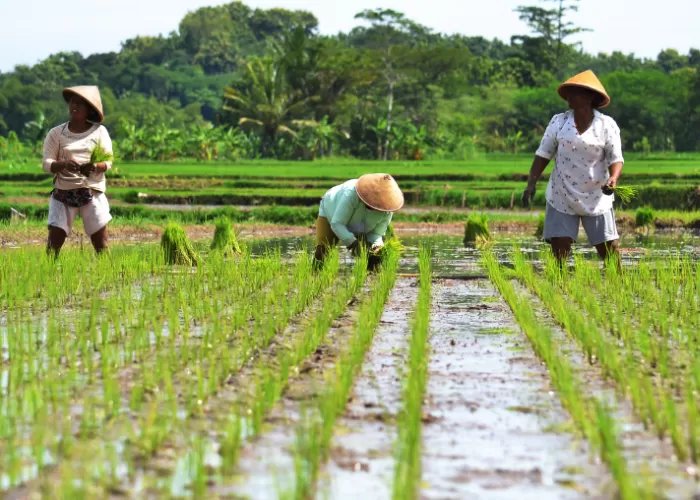 Tokoh Pemuda Papua Apresiasi Upaya Pemerintah Mewujudkan Ketahanan Pangan di Papua