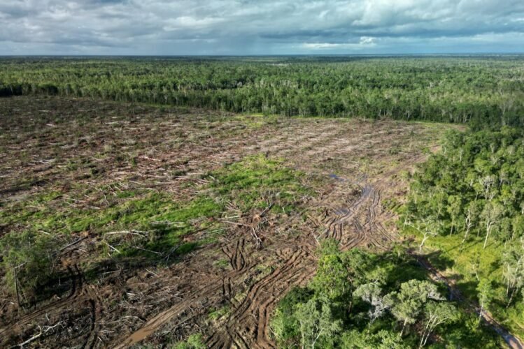 Food Estate di Papua Telah Melalui Kajian Holistik