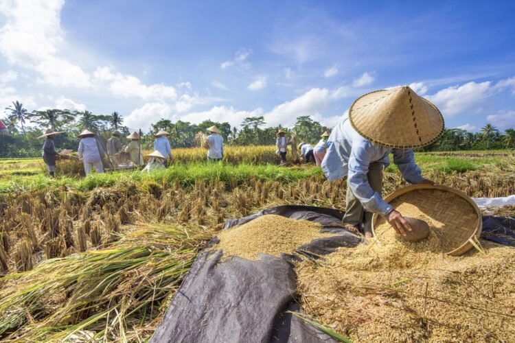 Mendorong Peran Kepala Daerah Dalam Percepatan Swasembada Pangan