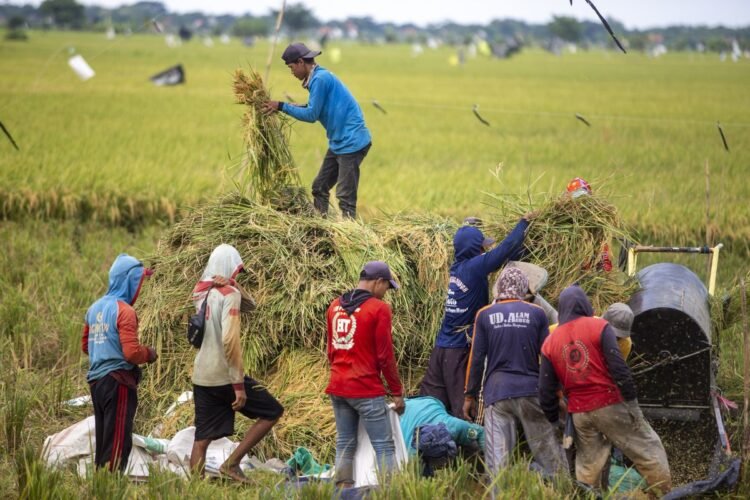 Sinergi Pemerintah dan Masyarakat dalam Mewujudkan Swasembada Pangan dan Energi