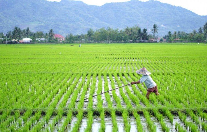 Pemerintah Terus Dorong Upaya Percepatan Swasembada Pangan