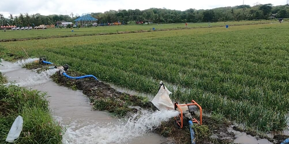 Pemerintah Terus Lakukan Percepatan Swasembada Pangan Papua