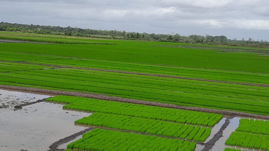 Program Swasembada Pangan Optimalisasi Penggunaan Lahan di Papua