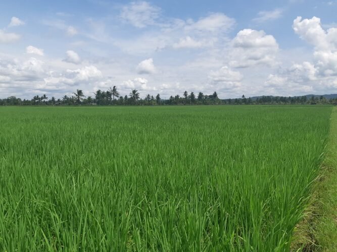 Program Swasembada Pangan Papua Berbasis Kearifan Lokal dan Karakteristik Wilayah