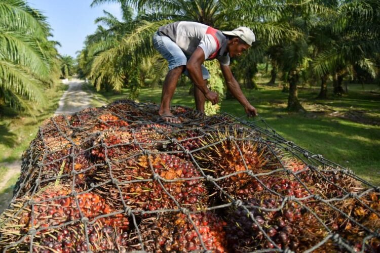 Peningkatan Produksi Sawit Langkah Pemerintah Capai Target Swasembada Energi