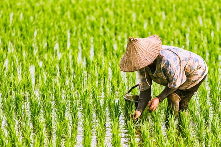 Swasembada Pangan Bentuk Strategi Ketahanan Nasional