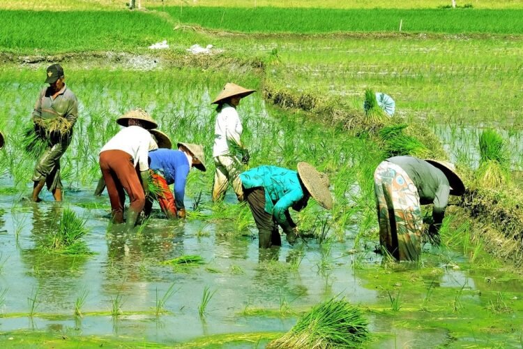 Pemerintah Fokuskan Swasembada Pangan Lewat Optimalisasi Lahan Nasional