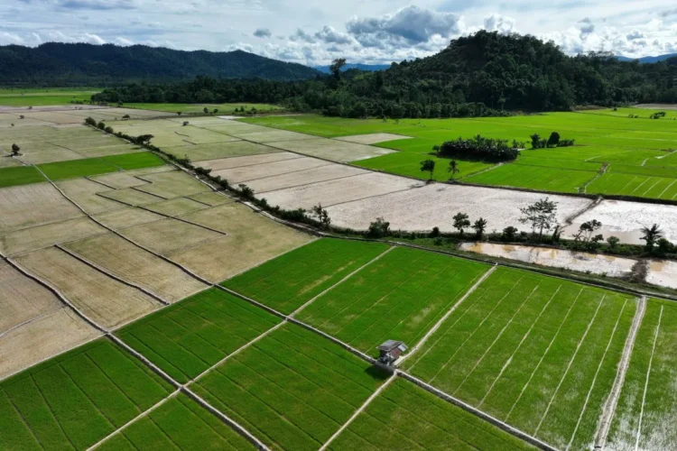 Infrastruktur Pertanian Jadi Fondasi Terwujudnya Swasembada Pangan