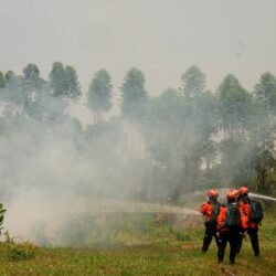 Pemerintah Dorong Peran Aktif Sektor Swasta Cegah Karhutla