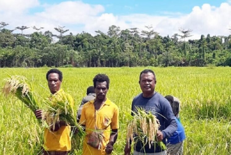 Langkah Nyata Pemerintah Wujudkan Ketahanan Pangan di Papua