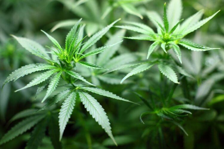 Ladang Ganja Egianus Kogoya Terbongkar, Bukti OPM Biayai Teror Lewat Narkoba
