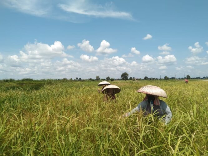Kebijakan Terpadu Pemerintah Dorong Indonesia Mandiri Pangan