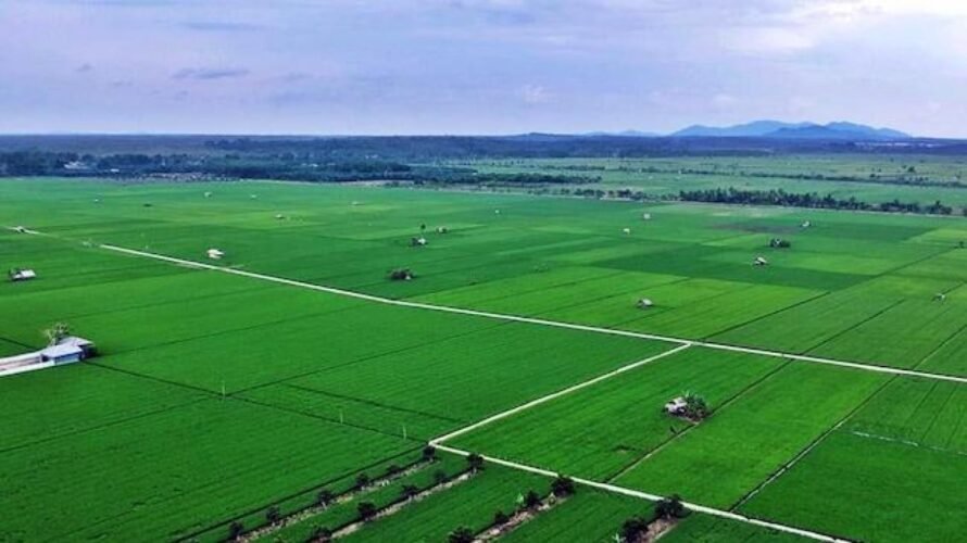 Pemerintah Optimalisasi Lahan Baru untuk Program Swasembada Pangan